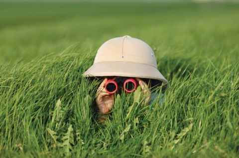 person hiding behind tall grass in bucket hat with binoculars