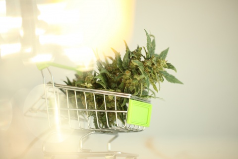 cannabis store