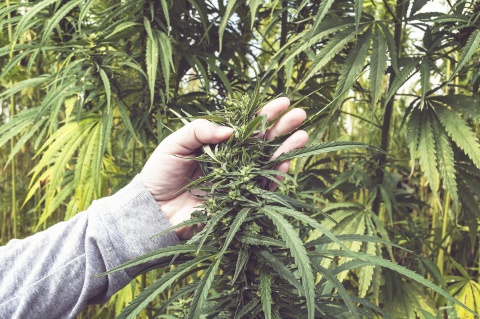 cannabis plant