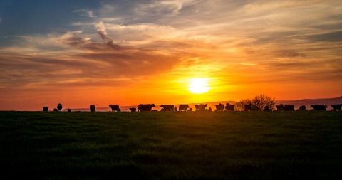 herd of cattle