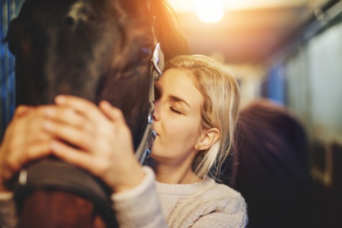 horse