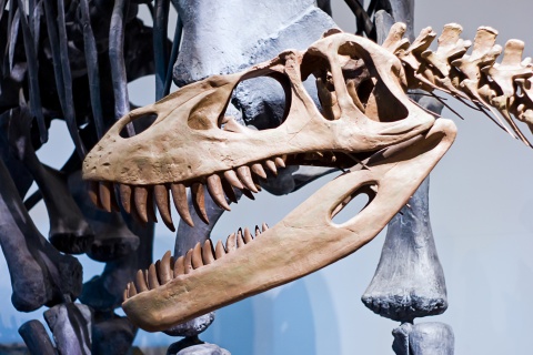 dinosaur bones